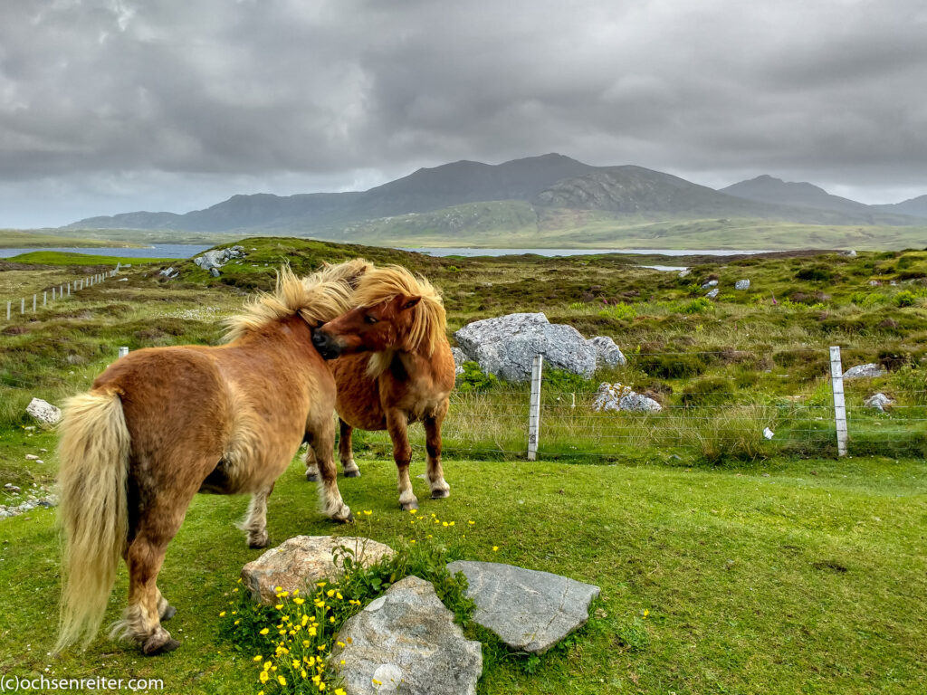 Eriskay Ponies