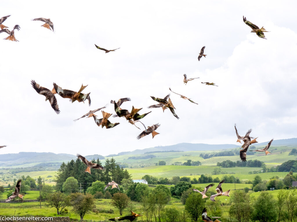 Kite Feeding Station