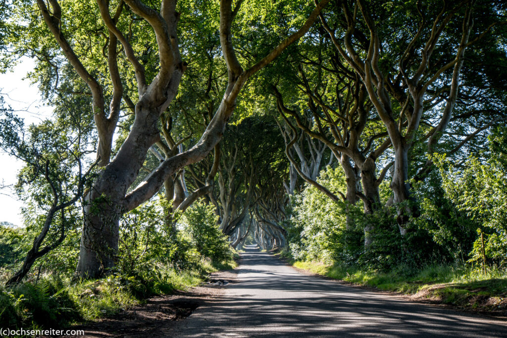 Dark Hedges